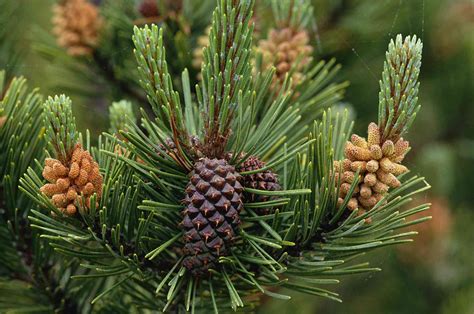 pinatreel|Pine .